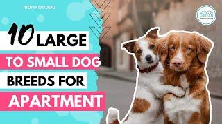 Best Apartment Dogs of 2020 || List of Top 10 Dog Breeds you can have in your Apartment || Monkoodog