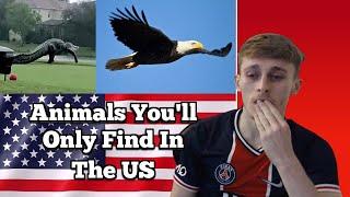 British Guy Reacts to 25 U.S. Animals You Won't Find Anywhere Else