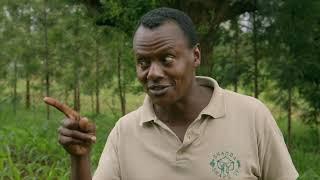 Shamba Shape Up Sn10 - Ep12, Trees, Pigeon peas, Top-dressing, conservation Agriculture (English)