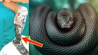 Top 10 most Venomous Snakes in the World | Snake Facts in Hindi | Hidden Facts