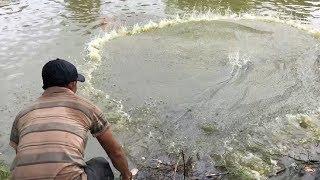 BIG FISH!
