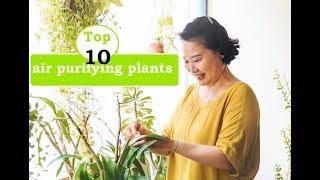 top 10 air purifying plants || शुद्ध हवा के लिए Best हैं ये पौधें