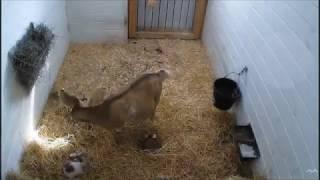 Мама Мэйбел и четверо козлят. Mabel's mom and four kids.