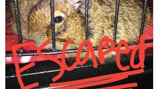 Top 10 tips on getting a Degu 2020 (Funny Story)