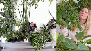 10 Indoor Plants That Speak to Me!