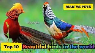 TOP 10 BEAUTIFUL BIRDS IN THE WORLD || MAN vs PETS || Ashpin Jino