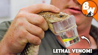 Deadliest Job in the World - Australian Snake Milker!