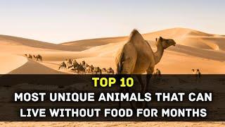 Top 10 Most Unique Animals That Can Live Without Food For Months