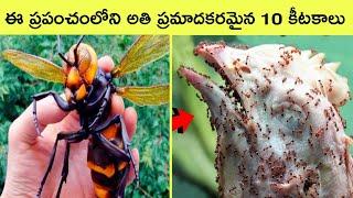 Top 10 most dangerous insects in the world | Bmc facts | Telugu