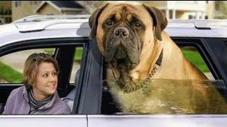 Top 10 Largest Dogs In The World