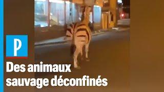 Val-de-Marne : zèbre, daims et poneys se baladent en ville