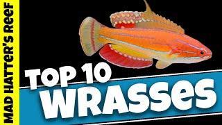 Top 10 Reef Safe Wrasse