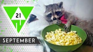 WIN Compilation SEPTEMBER 2021 Edition | Best videos of the month August