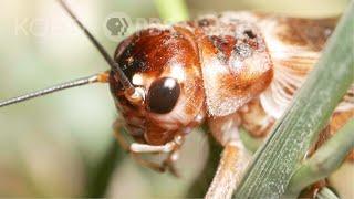 Crickets Use Their Wings To Sing | Deep Look