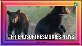 Top 10 #friendsofthesmokies Posts & Updates, Starring: jennyburdettephotography