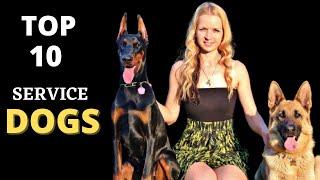 TOP 10 BEST SERVICE DOG BREEDS EVER || SERVICE DOGS