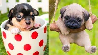 top 10 cute puppies story.