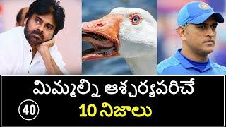 Top 10 Unknown Facts in Telugu | Interesting and Amazing Facts | Part 40| Minute Stuff