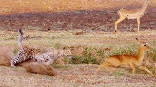 Most Nail-Biting Moments | Top 5 | BBC Earth