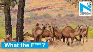 Australia:10,000 camels to be killed for drinking too much water