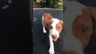 WATCH TIL the END 