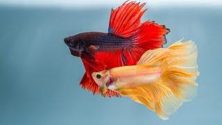 TOP 10 FACTS ABOUT BETTA FISH