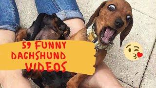 59 TOP FUNNY DOG VIDEOS INSTAGRAM | CUTEST DACHSHUND DOGS FUNNIEST VIDEOS 2020