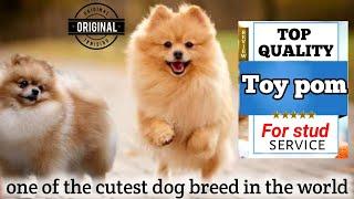 Top quality toy pom dog for stud service | You have best option to meet your female with his dog