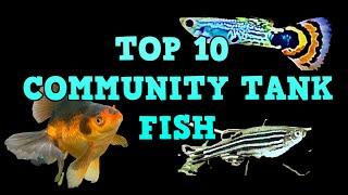 TOP 10 COMMUNITY TANK FISH !!