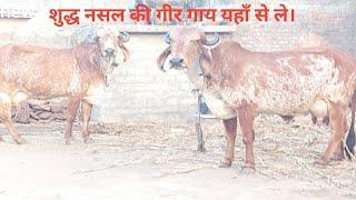 Top Quality Gir cow for sall Bhavnagar Gujarat