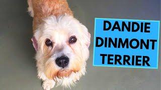 Dandie Dinmont Terrier - TOP 10 Interesting Facts