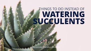 Things to do when you shouldn't water your succulents