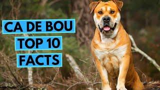 Ca de Bou - TOP 10 Interesting Facts