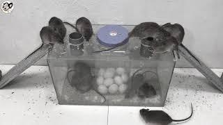 Top 10 Idea Mouse Trap | Best Electric Mouse/Rat Trap | Top 10 elektrische Mausefalle