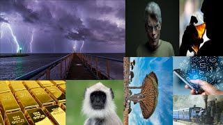 Top 10 Information (Giant Water Lily, Stephen King, Gray Langur, Dragon Blood Tree, Gold Piece etc.)