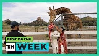 Animals are the Ultimate Pranksters | Best of the Week