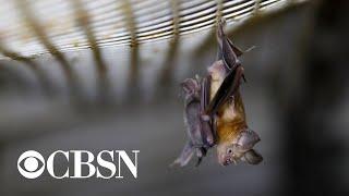 Trump administration terminates funding of coronavirus bat research in China