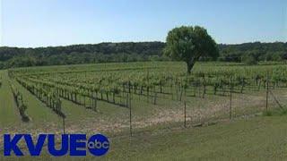 Texas Hill Country named No. 3 best wine region in U.S. | KVUE