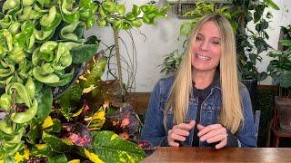 HOUSEPLANT PESTS & ORGANIC WAYS TO CONTROL THEM!