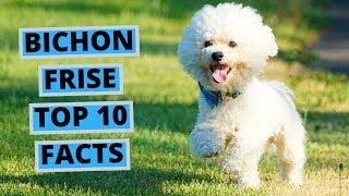 Bichon Frise - TOP 10 Interesting Facts