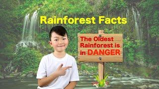 The Oldest Rainforest on Earth is in Danger | Top 10 Rainforest Facts