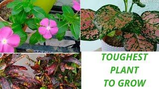 Top 10 toughest plant to grow||Common house plants name.