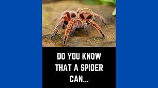 Top 10 Interesting Facts About Spiders - 10 Amazing And Fun Facts About Spiders #shorts