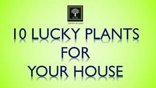 Top 10 lucky plants For Your House