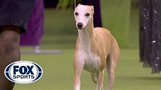 'Bourbon' the whippet wins Best Hound at 2020 Westminster Dog Show | FOX SPORTS