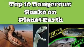 Top 10 Venomous snake on Earth !! National geographic research 2020