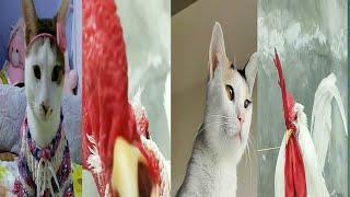 Tik tok animals.cat. janwar top funny video viral  video