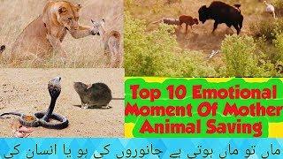 Top 10 Emotional Moment Of Mother Animal Saving | Interested Maza