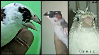 Some of my beautiful society finches. #Breeder_ASHIK