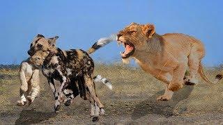 Wild Animals 2020 - Giraffe vs Lion King - Mother Lion Rescue Baby From Wild Dogs